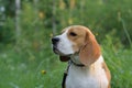 Portrait of a Beagle in a summer forest