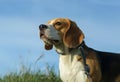 Portrait of a Beagle on a walk on a blue sky background