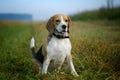 Portrait of a Beagle on a walk