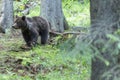 Portrait of bear standing in green spruce forest