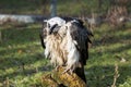 Portrait of a beard vulture