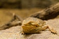 Portrait of a bearded agama.