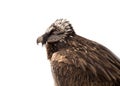 Portrait of a bearded bird Royalty Free Stock Photo