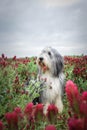 Portrait of bearded collie, who is hidding in tall pink shamrock.