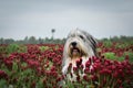 Portrait of bearded collie, who is hidding in tall shamrock