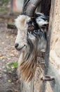 bearded goat with long horns passing the head through a window of a medieval farm Royalty Free Stock Photo