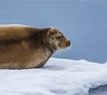 Portrait of bearded seal sitting on ice floe in Norway