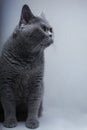 Portrait of Beautifu funny domestic gray British cat Royalty Free Stock Photo