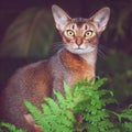 Portrait of a beautiful Abyssinian cat in natural conditions in the greenery of a fern, like a predator,