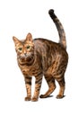 Portrait of a beautiful adult purebred cat, he stands and looks at the camera. Bengal cat breed.
