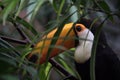 Portrait of a beautiful toco toucan