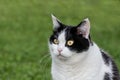 Portrait of a beautiful adult young black and white cat with big yellow eyes is on the blurred green background Royalty Free Stock Photo