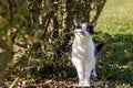 Portrait of a beautiful adult young black and white cat with big yellow eyes is on the blurred green background Royalty Free Stock Photo