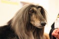 Portrait of a beautiful Afghan hound