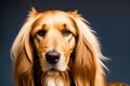 Portrait of a beautiful Afghan hound. Generative AI