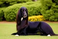 Portrait of a beautiful Afghan hound. Generative AI