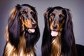 Portrait of a beautiful Afghan hound. Generative AI