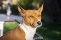 Portrait of a beautiful African Basenji Kongo terrier puppy outdoors Royalty Free Stock Photo