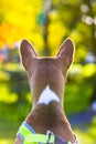 Portrait of a beautiful African Basenji Kongo terrier puppy outdoors. Breed of hunting dog