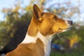 Portrait of a beautiful African Basenji Kongo terrier puppy outdoors. Royalty Free Stock Photo