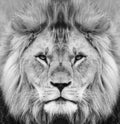 Portrait of beautiful African lion in black and white Royalty Free Stock Photo