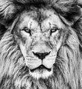 Portrait of beautiful African lion in black and white Royalty Free Stock Photo