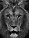 Portrait of beautiful African lionin black and white Royalty Free Stock Photo