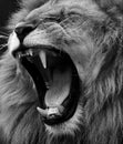 Portrait of beautiful African lionin black and white Royalty Free Stock Photo