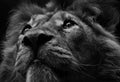 Portrait of beautiful African lionin black and white Royalty Free Stock Photo