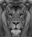 Portrait of beautiful African lionin black and white Royalty Free Stock Photo