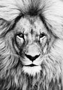 Portrait of beautiful African lionin black and white Royalty Free Stock Photo