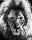 Portrait of beautiful African lionin black and white Royalty Free Stock Photo