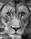 Portrait of beautiful African lionin black and white Royalty Free Stock Photo