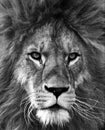 Portrait of beautiful African lionin black and white Royalty Free Stock Photo