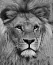 Portrait of beautiful African lionin black and white Royalty Free Stock Photo