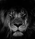 Portrait of beautiful African lionin black and white Royalty Free Stock Photo