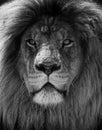 Portrait of beautiful African lionin black and white Royalty Free Stock Photo