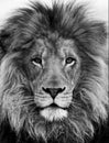Portrait of beautiful African lionin black and white Royalty Free Stock Photo