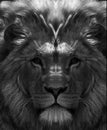 Portrait of beautiful African lionin black and white Royalty Free Stock Photo