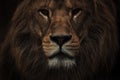 Portrait of a Beautiful african male lion in the dark, lion king Royalty Free Stock Photo