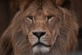 Portrait of a Beautiful african male lion Royalty Free Stock Photo