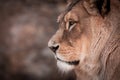 Portrait of a Beautiful african male lion, lion king Royalty Free Stock Photo