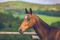 Portrait of beautiful Akhal teke horse breed Royalty Free Stock Photo