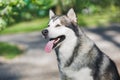 Portrait of beautiful Alaskan malamute dog in the forest