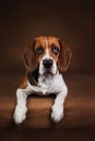 Cute Beagle dog standing against brown background Royalty Free Stock Photo