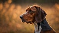 Portrait of a beautiful american english coonhound in the autumn forest Royalty Free Stock Photo