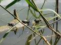 Portrait of beautiful amphibian animals three frogs sitting on a log lying in the water