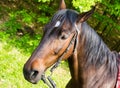 Portrait of a beautiful anglo-arabian stallion against blue sky summertime Royalty Free Stock Photo