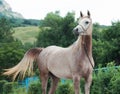 Portrait of beautiful arabian filly at mountain background