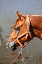 Portrait of beautiful arabian horse against white wall Royalty Free Stock Photo